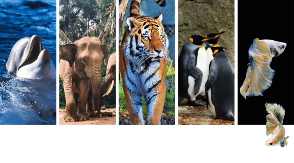 cover june national zoo and aquarium month