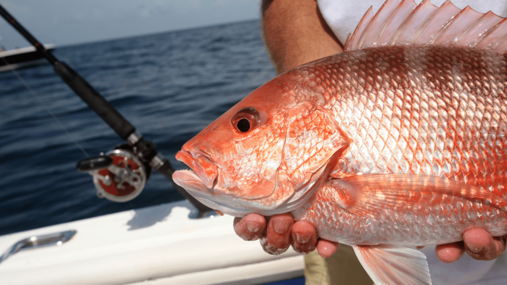 Red Snapper